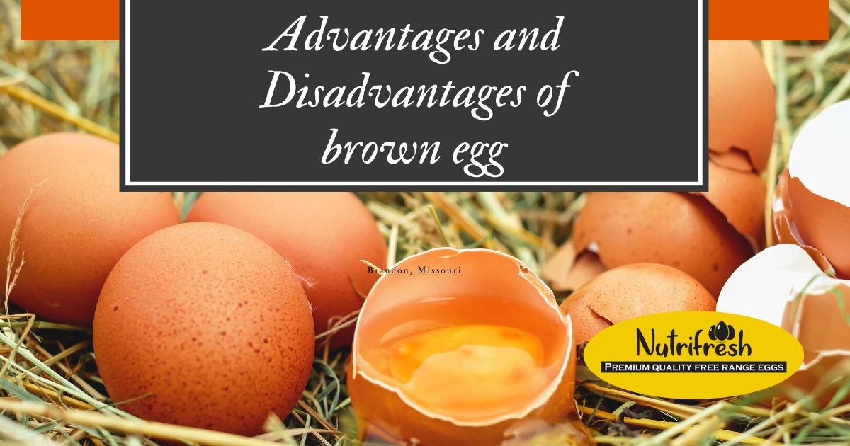 Advantages And Disadvantages Of Brown Egg - Nutri Fresh