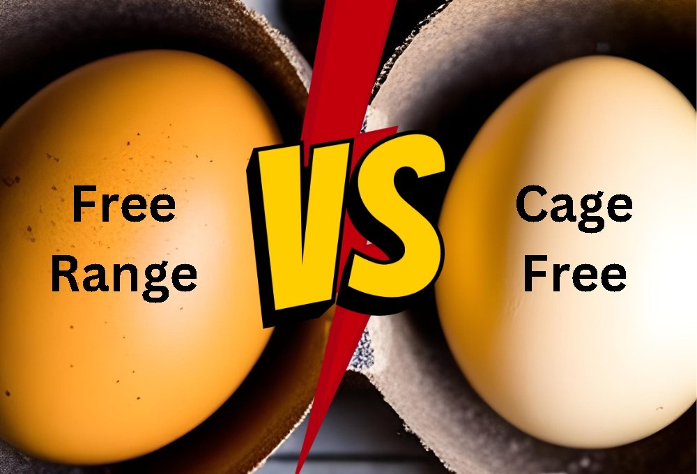 which-are-better-cage-free-or-free-range-eggs-nutri-fresh